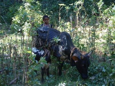 Child moving the family zebu. Photo: C. Maillet © Cirad